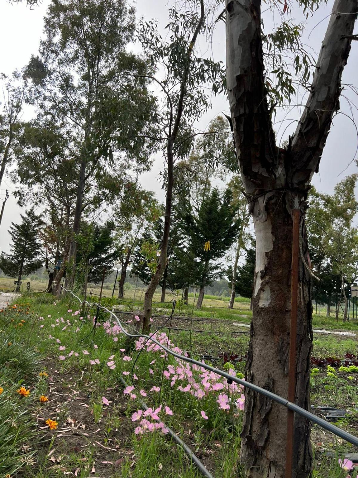 Laguna Park Wood Leilighet